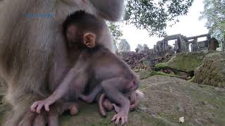 Adorable mom Rose with her newborn Rainbow monkey