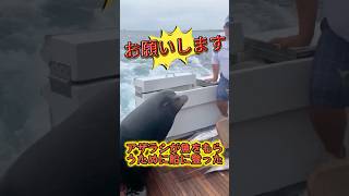 アザラシが魚をもらうために船に登った