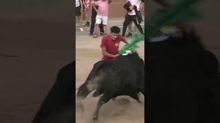 TORO MUY BRAVO ARREMETE CONTRA EL BUEY EN ALBORAYA EL ESCLAFIT 2024  #toros  #torobravo short