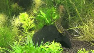 Apistogramma baenshi 8