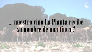 ¿Sabías que... nuestro vino La Planta recibe su nombre de una finca?