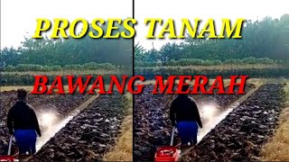 PROSES TANAM BAWANG MERAH#bawangmerah#@dickychannel151.