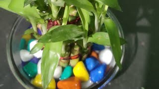 Lucky bamboo plant| good luck plant #shorts