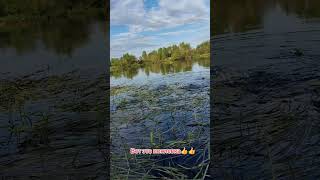 поклевка и вываживание жереха #рыбалка #fishing #река #красота