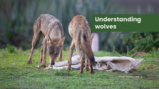 Understanding Wolves | Dr. Abhishek Ghoshal