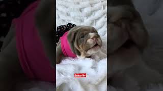 The Cutest Dog ever  #shorts #puppy #bulldog #viral #animals