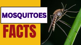 Mosquitoes Facts | 5 Facts About Mosquitoes | Fun Facts About Mosquitoes