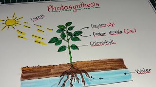 What is Photosynthesis / Photosynthesis process / Briefly explain photosynthesis / प्रकाश संश्लेषशण