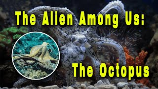 The Alien Octopus Mind-Blowing Facts You Won't Believe |  Unbelievable Truths You Didn't Know