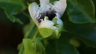 Passion fruit flower time lapse