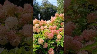 Гортензия. Последние деньки лета. Город Дмитров / Hydrangea. Last days of summer #гортензия #дмитров