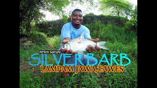 [RIVER FISHING]Fishing Silver barb Fish,Lampam,Tawes