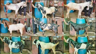 LOOT LO!!! Top Quality Kota Male Kids 10 Nag Lot...🐐..EkDum Saste Daam me...At #PathanFarmHouse...😉