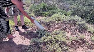 Releasing a Male and Female Puff Adder "Bitis arietans"