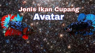 jenis ikan cupang avatar