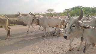 Desert Livestock Migration: From Barrage Lands to Home Village | Monsoon Journey