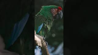 Parrot | wild vibes with animation #nature #parrot #wildvibeswithanimation #trend