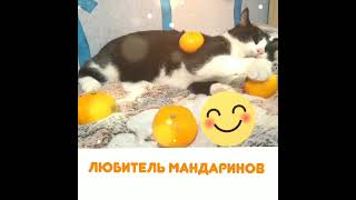 🍬😺,,🍊😺,,🐱🤓,,🐱ленивый...Смотрите!