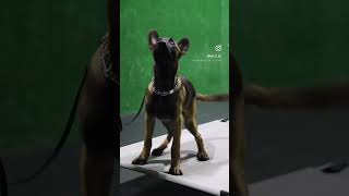 Belgian Malinois Female Puppy For Sale (954)552-4282 #traineddogs #forsale #belgianmalinois