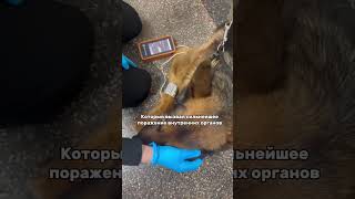 Пациент Сенатор на повторном приеме