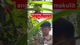 Harvesting rambotan