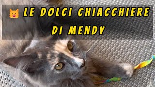 😺Le dolci chiacchiere di Mendy#mainecoon #mainecooncat  #MaineCoonLife #shorts