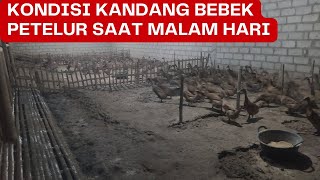 BEBEK PETELUR BERISIK SAAT MALAM HARI, TERNYATA ADA TIKUS KEBON YG MASUK KE DALAM KANDANG