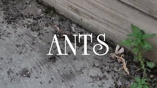 Ants