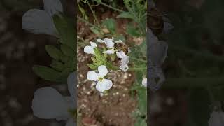 Kitchen Gardening - Honey Bee Sucking Nectar From Tiny Flowers