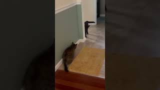 Metallica Guitar Makes Black Cat Tail WAG And Tabby LEAPS