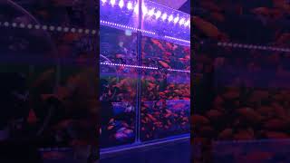 200+ ORANGE MOLE FISH IN 1FT AQUARIUM 😍#shorts #fish #fishlovers #aquarium #beautiful