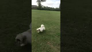 WWE dog fight