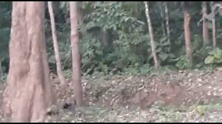 Black panther caught in camera at dandeli ,karnataka , india