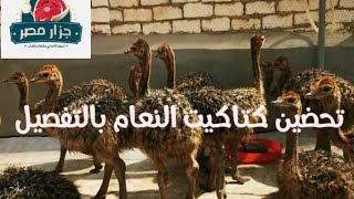 مشروع النعام اللى كل الناس بتسأل عليه 😍 تحضين كتاكيت النعام بالتفصيل @جزارمصر-غ8ه