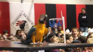 Blue and Gold Macaw Plays Basketball for School Group