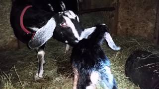 Big kid nubian goat  just born hour ago