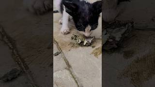 catti eating a fish #viralvideo #tranding #animals ani