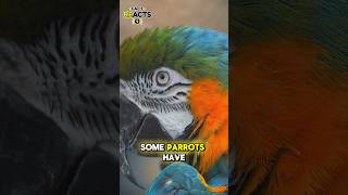 5 facts about parrots. 🦜 #ParrotLovers#ParrotsOfInstagram#ParrotLife#BirdLovers#talkingparrot