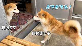 小粒黒柴を守るくらい陽キャな末っ子柴犬は優しくて強い子に育ちました！