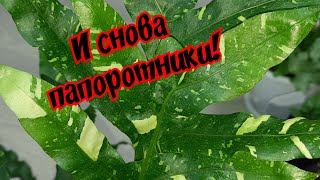 И снова папоротники! // хвастаюсь и жалуюсь