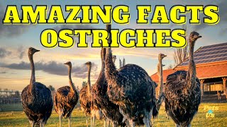 Amazing Facts You Might Not Know About Ostrich (2022) | Facts about Ostrich | Pets and Us