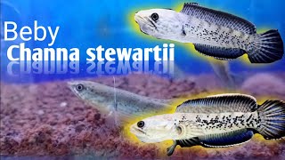 melihara Beby Channa stewarti ikan Channa stewarti