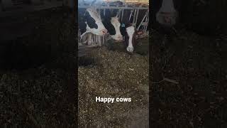 Happy cows come from Wisconsin