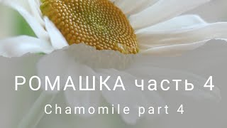 Ромашка из холодного фарфора часть 4. Chamomile. Cold porcelain part 4.