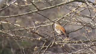 White-browed Scrub Robin singing