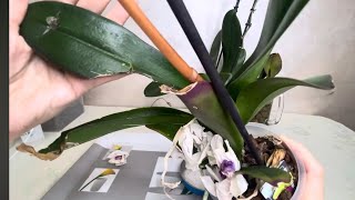 После старости пришла молодость)Везёт орхидеям🙌🏻After getting old she’s back to youth)Lucky orchids