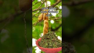 చింత చిగురు నిలవ చేయటం ఎల?/how to store tender tamarind leaves #viral #youtube shorts