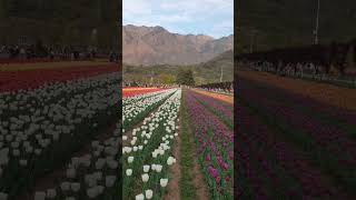 Tulip garden #summer #2023 #travel #shorts