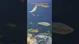 What's In My 6ft Planted Aquarium? More @TheNanoNerdz