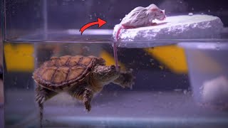 Snapping Turtle Eats White Mouse | WARNING LIVE FEEDING